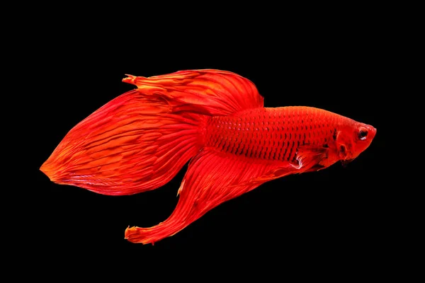Красочные Betta Рыбы Сиамские Боевые Рыбы Изолированы Черном — стоковое фото