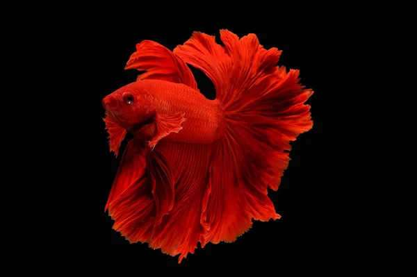 Peixes Betta Coloridos Peixes Combate Siameses Isolados Preto — Fotografia de Stock