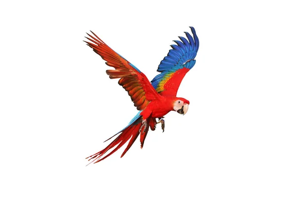 Renkli kırmızı papağan beyaz arkaplanda izole edildi.