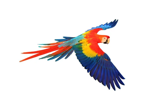 Papagaio Arara Escarlate Colorido Isolado Fundo Branco — Fotografia de Stock
