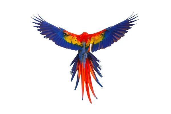 Papagaio Arara Escarlate Colorido Isolado Fundo Branco — Fotografia de Stock
