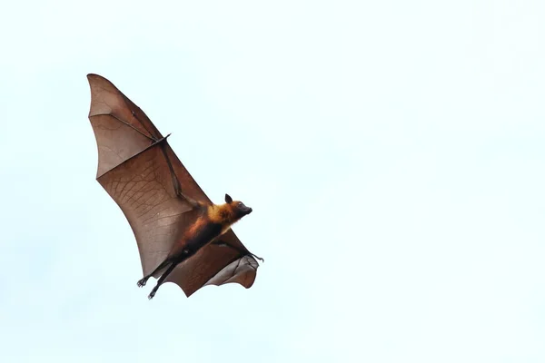 Νυχτερίδα Που Πετάει Λευκό Φόντο Ιπτάμενη Αλεπού Του Λάιλ — Φωτογραφία Αρχείου