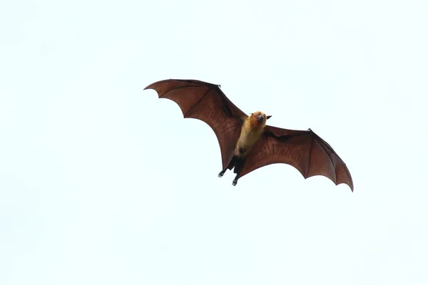 Pipistrello Che Vola Sfondo Bianco Volpe Volante Lyle — Foto Stock