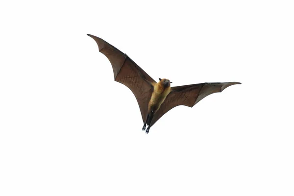 Bat Flying White Background Lyle Flying Fox — Stock Photo, Image