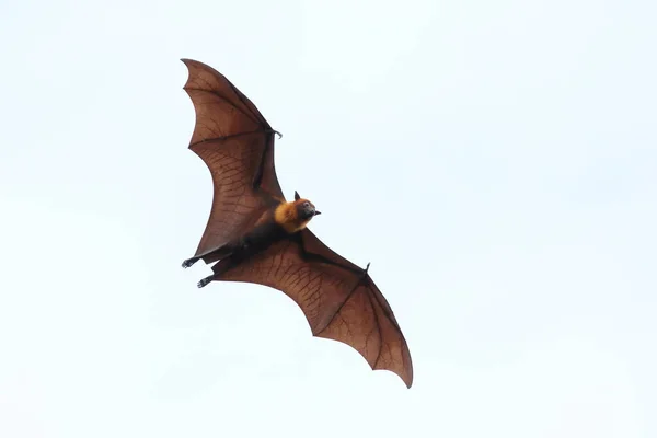 Morcego Voando Sobre Fundo Branco Raposa Voadora Lyle — Fotografia de Stock