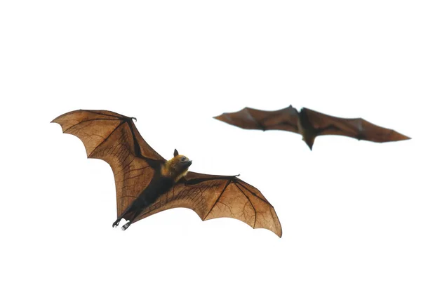 Beyaz arka planda yarasa uçuşu. 