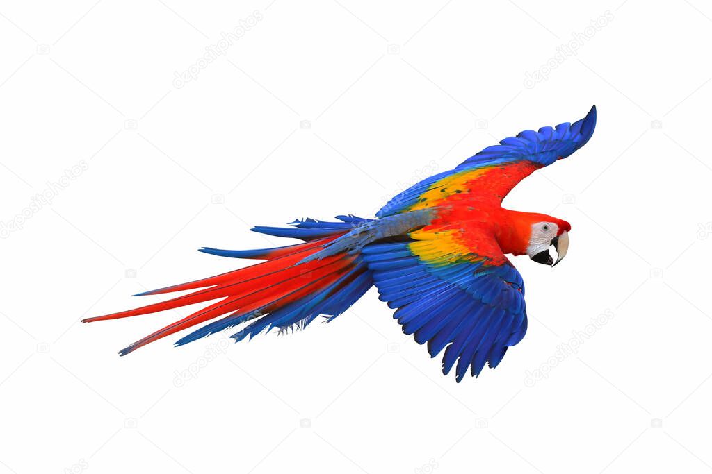 Colorful scarlet macaw parrot isolate on white background.