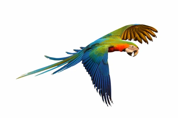Catalina Papegoja Flyger Isolerad Vit — Stockfoto