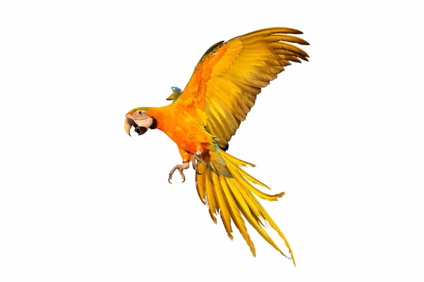Catalina Papagaio Voando Isolado Branco — Fotografia de Stock