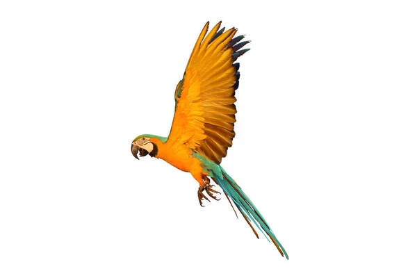 Vacker Papegoja Som Flyger Isolerad Vitt — Stockfoto