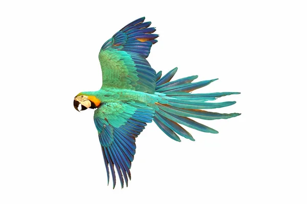 Schöner Ara Papagei Fliegt Isoliert Auf Weiß — Stockfoto