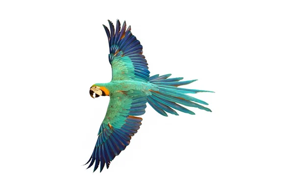 Hermoso Loro Guacamayo Volando Aislado Blanco —  Fotos de Stock