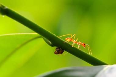 Kırmızı karınca (Oecophylla smaragdina), eylem karınca bir yeşil yaprakları.
