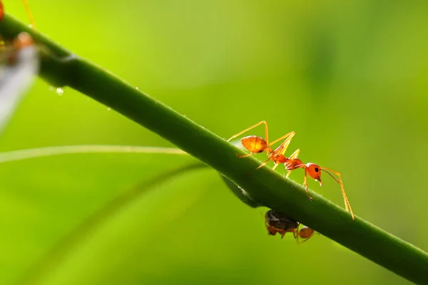 赤アリ Oecophylla Smaragdina 葉の緑の上の蟻の行動 — ストック写真