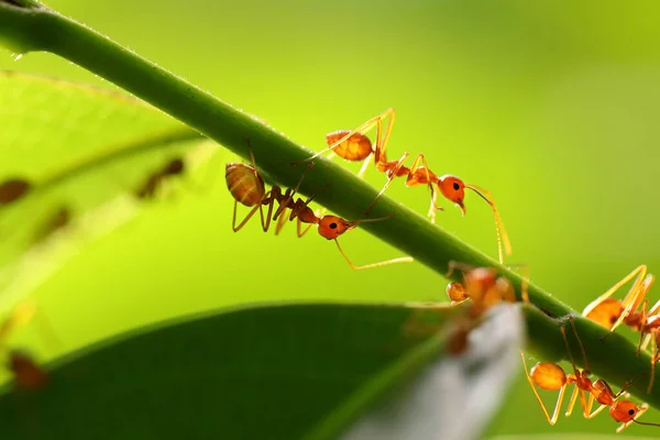 赤アリ Oecophylla Smaragdina 葉の緑の上の蟻の行動 — ストック写真