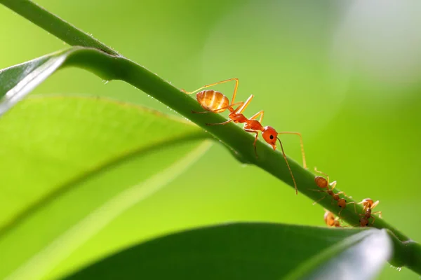 Red Ant Oecophylla Smaragdina Action Ant Green Leaves — Stock Photo, Image