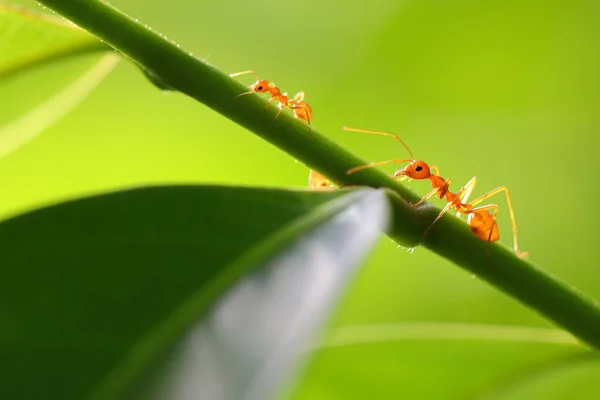 Formica Rossa Oecophylla Smaragdina Azione Della Formica Foglie Verdi — Foto Stock