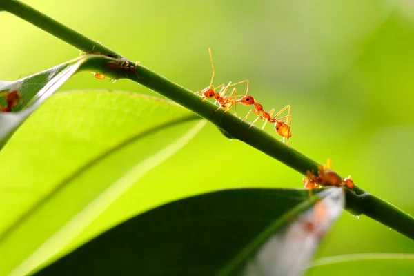 Czerwonych Mrówek Oecophylla Smaragdina Akcja Ant Zielonej Liście — Zdjęcie stockowe