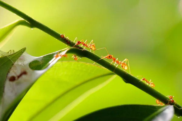 Red Ant Oecophylla Smaragdina Action Ant Green Leaves — Stock Photo, Image