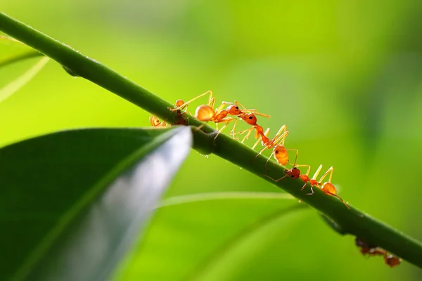 赤アリ Oecophylla Smaragdina 葉の緑の上の蟻の行動 — ストック写真