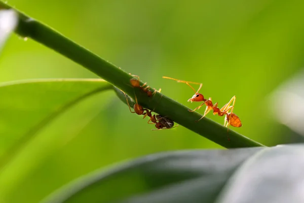 Czerwonych Mrówek Oecophylla Smaragdina Akcja Ant Zielonej Liście — Zdjęcie stockowe