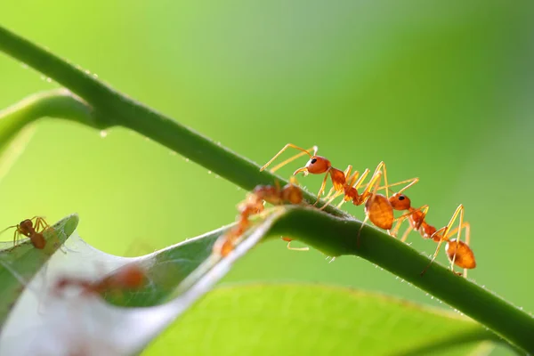 Kırmızı Karınca Oecophylla Smaragdina Eylem Karınca Bir Yeşil Yaprakları — Stok fotoğraf