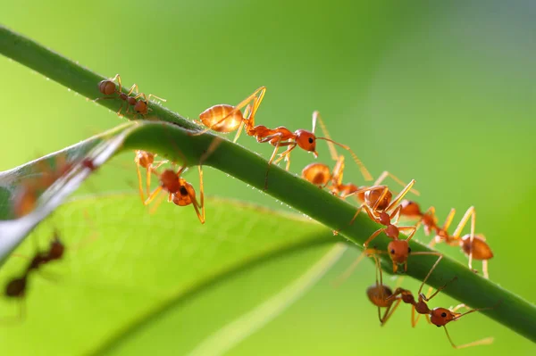 Rode Mier Oecophylla Smaragdina Actie Voor Ant Een Groene Bladeren — Stockfoto