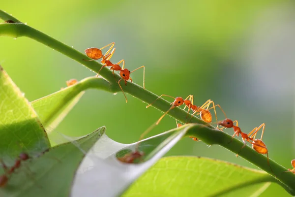 Red Ant Oecophylla Smaragdina Action Ant Green Leaves — Stock Photo, Image