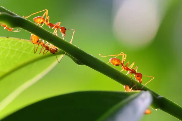 Kırmızı Karınca Oecophylla Smaragdina Eylem Karınca Bir Yeşil Yaprakları — Stok fotoğraf