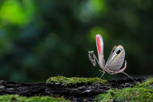 메뚜기 Pre Copulatory Peacock Mantis — 스톡 사진