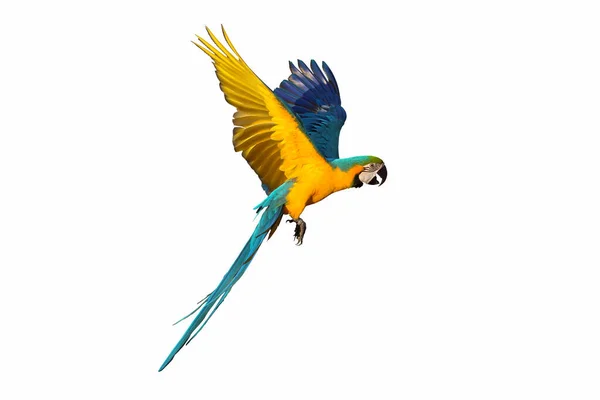 Färgglada Macaw Papegoja Isolerad Vit Bakgrund — Stockfoto