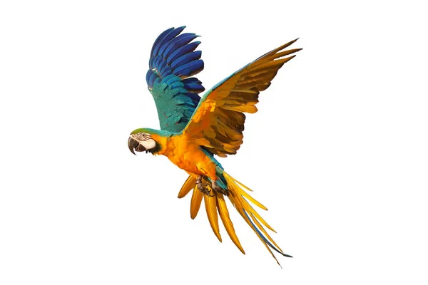 Kolorowa Papuga Żółtodzioba Odizolowana Białym Tle — Zdjęcie stockowe