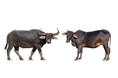 Beyaz arka planda izole edilmiş bufalo ve siyah inek..