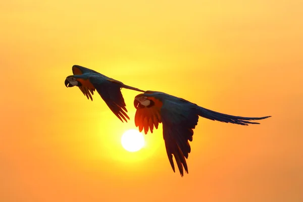 Прекрасний Папуга Літає Небі Заході Сонця — стокове фото