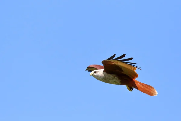 空を飛ぶ鳥のカップルBrahminyカイト Haliastur Indus — ストック写真