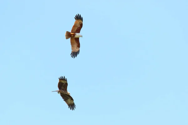 Couple of bird Brahminy kite (Haliastur indus) flying in the sky.