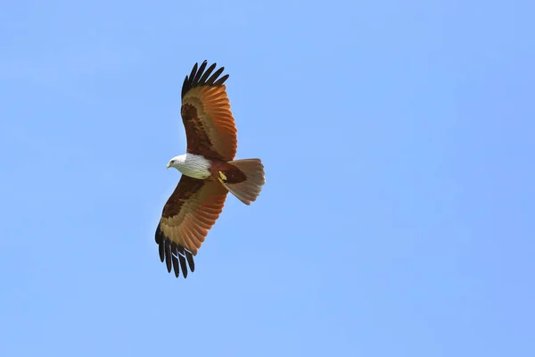 Couple of bird Brahminy kite (Haliastur indus) flying in the sky.