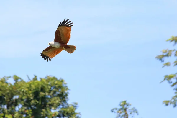 Couple Oiseaux Cerf Volant Brahminy Haliastur Indus Volant Dans Ciel — Photo