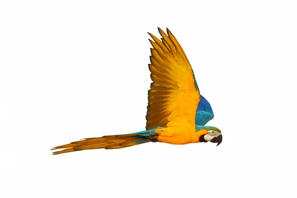 Macaw Papagaio Voando Isolado Branco — Fotografia de Stock