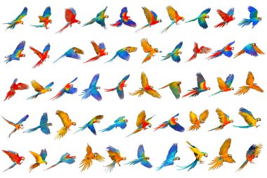 Beyaz arka planda izole edilmiş renkli papağan seti.