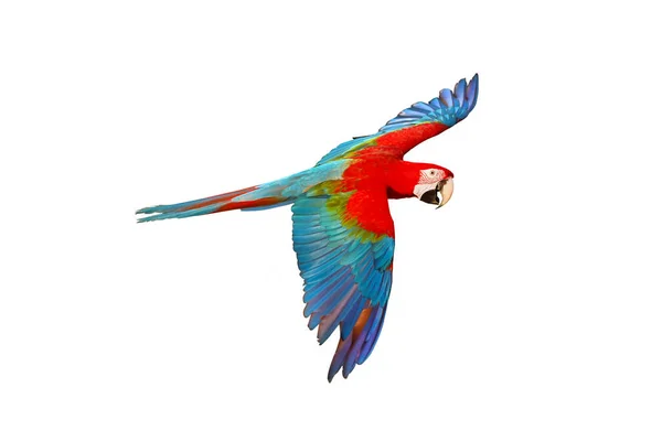 Färgglada Macaw Papegoja Isolerad Vit Bakgrund — Stockfoto