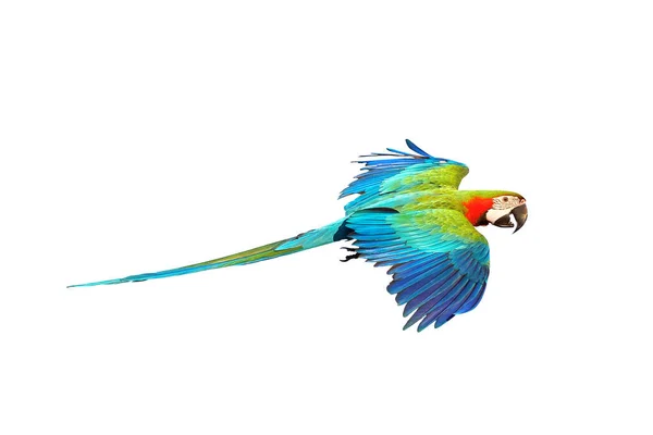 色彩斑斓的鹦鹉在白色背景上被隔离 — 图库照片
