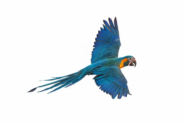 Renkli Mavi Boğazlı Papağan Bembeyaz Havada Uçuyor — Stok fotoğraf