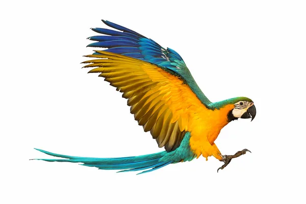 Färgglada Macaw Papegoja Flyger Isolerad Vit — Stockfoto