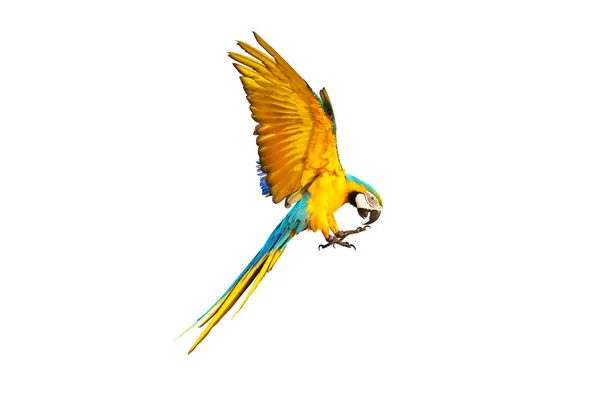 Красивий Макаронний Папуга Літає Ізольовано Білому — стокове фото