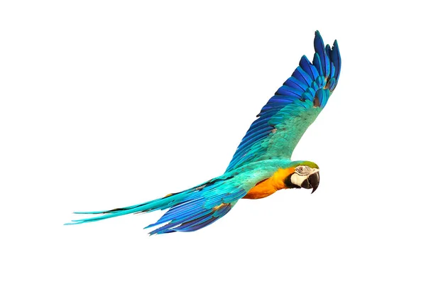 Färgglada Macaw Papegoja Flyger Isolerad Vit — Stockfoto
