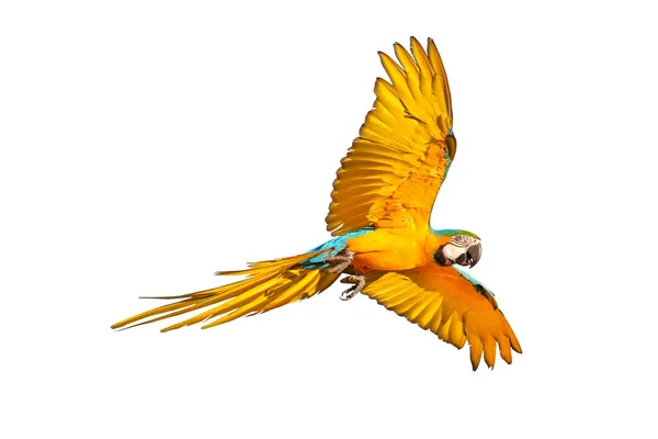Bunter Ara Papagei Fliegt Isoliert Auf Weißem Grund — Stockfoto