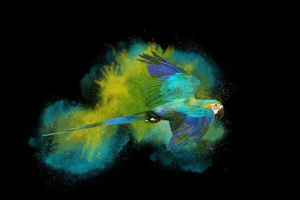 Барвистий Вибух Пороху Папугою Макаве Летить Ізольовано Чорному Тлі — стокове фото