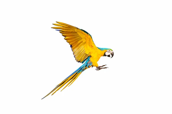 Kolorowe Papugi Latające Białym Tle — Zdjęcie stockowe