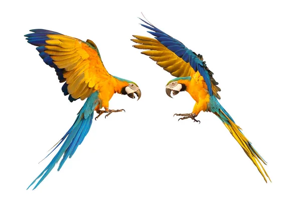 Papagaios Arara Coloridos Voando Isolados Branco — Fotografia de Stock